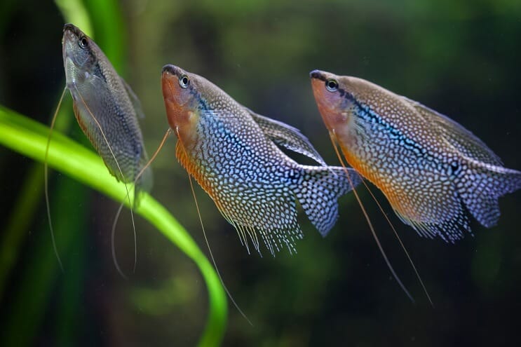 Gruppo di Pearl Gourami