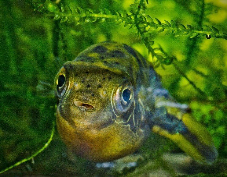 Pesce palla nano