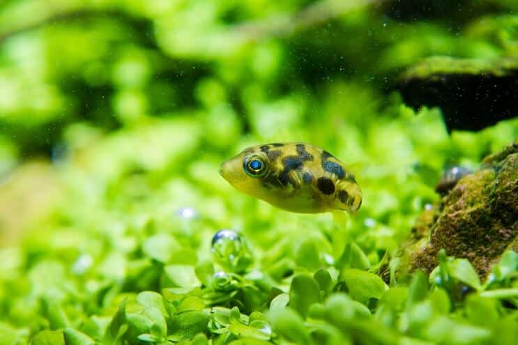 Aspetto Pea Puffer