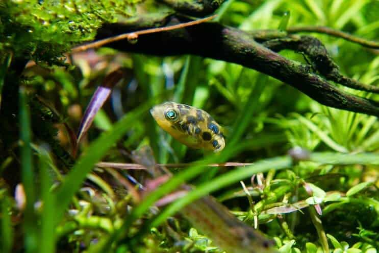 Habitat Pea Puffer
