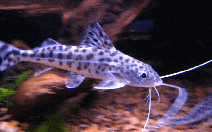 Aspetto del pesce gatto Pictus