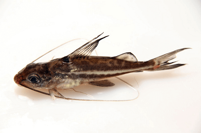 Pesce gatto Pictus
