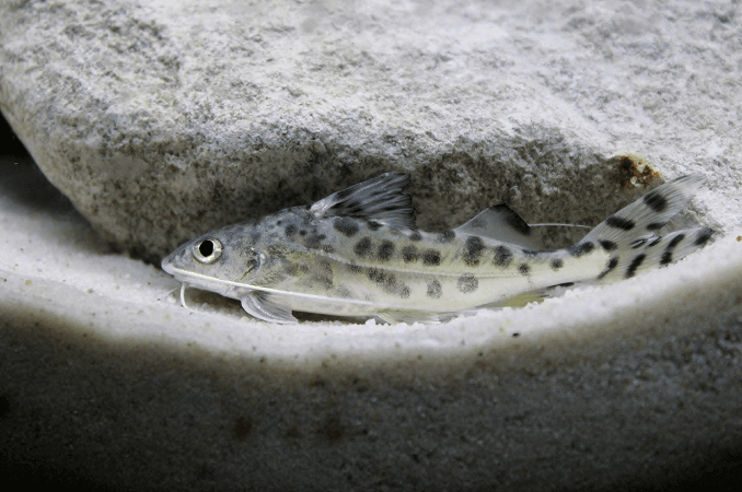 Pictus Catfish Nuoto
