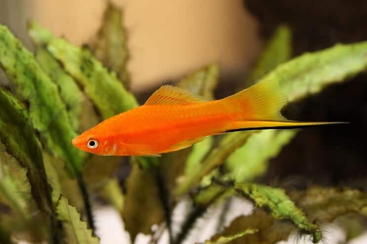 Pesce Platy Coda Di Spada