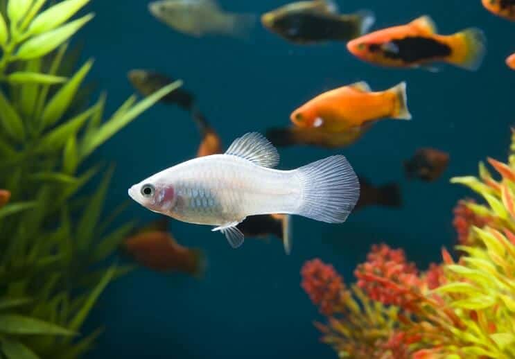 Pesce Bianco Platy
