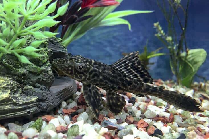 Panoramica di Plecostomus