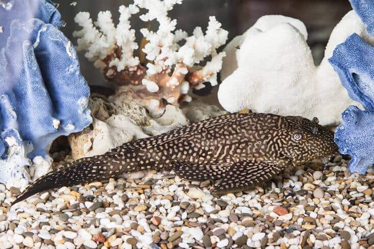 Pleco comune