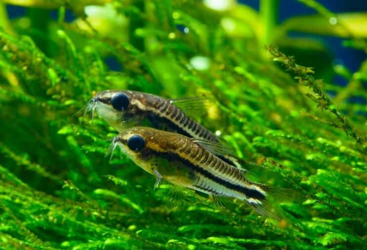Panoramica di Pygmy Cory
