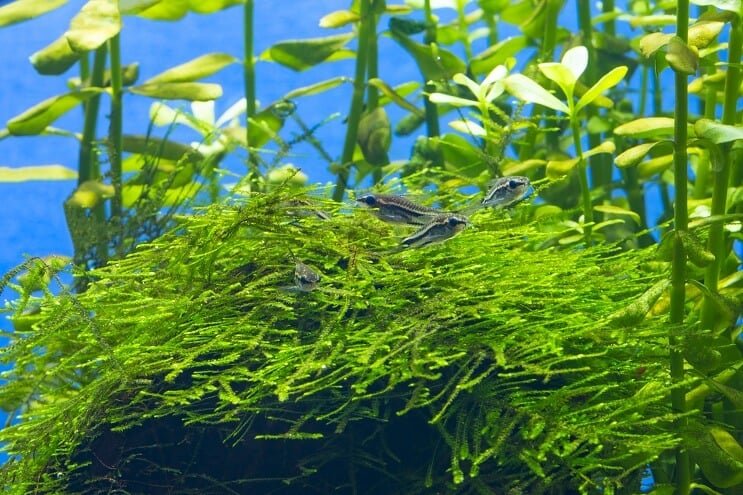Pigmeo di Cory Habitat