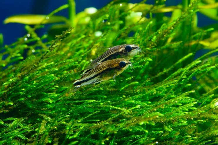 Pigmeo Cory Care