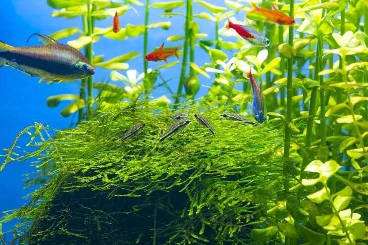 Compagni di carro armato pigmeo di Cory