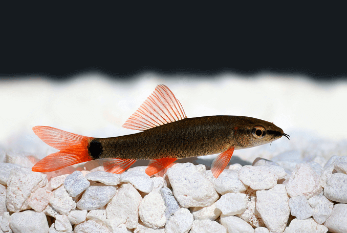 Squalo arcobaleno in acquario