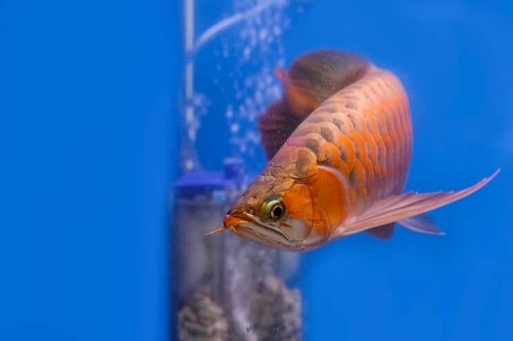 Aspetto Arowana rosso