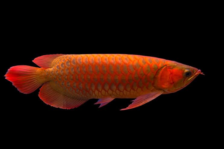 Panoramica di Red Arowana