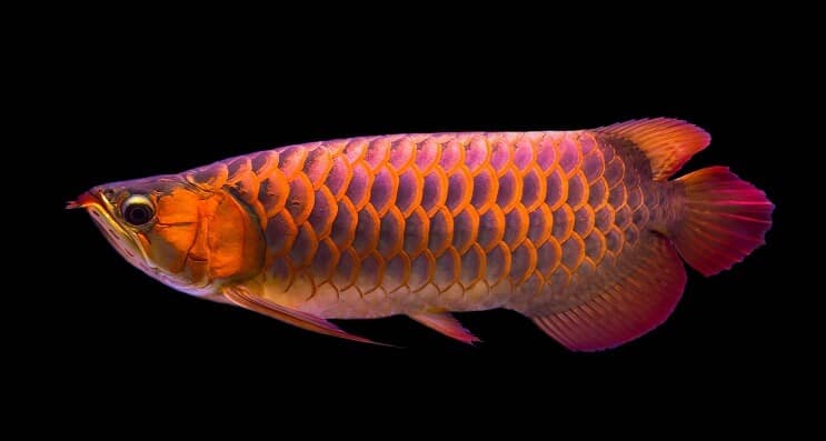 Dieta Arowana Rossa