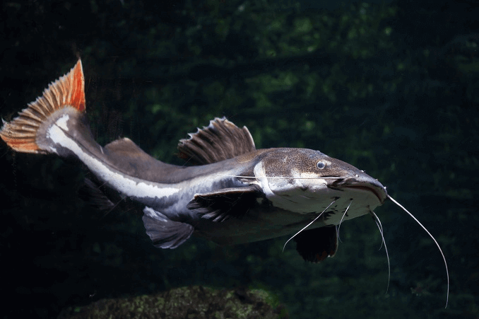 A proposito del pesce gatto dalla coda rossa