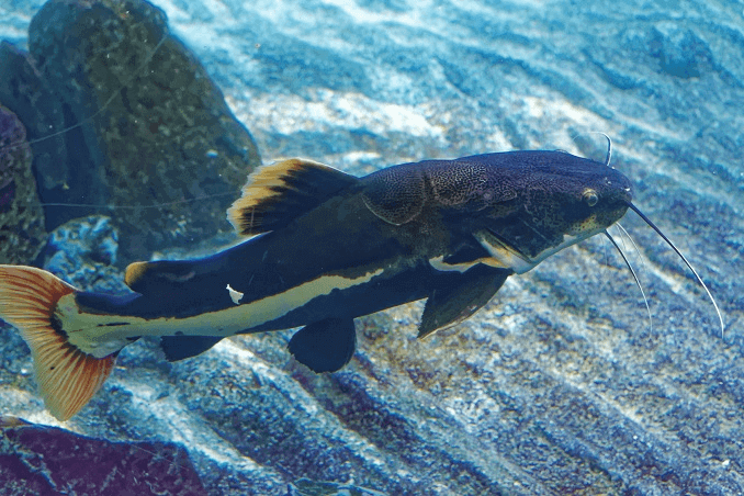 Aspetto del pesce gatto dalla coda rossa