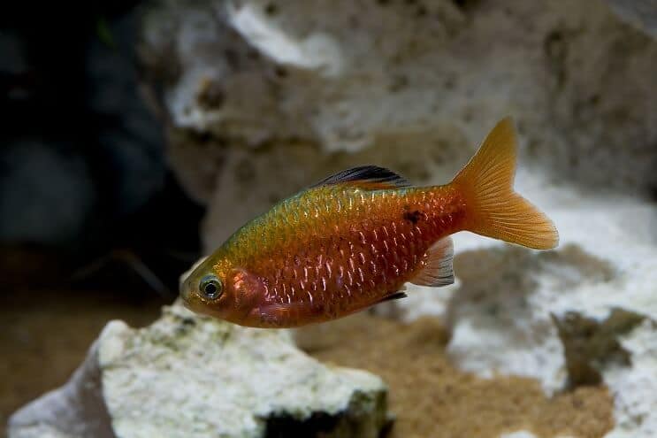 Rosy Barb Panoramica