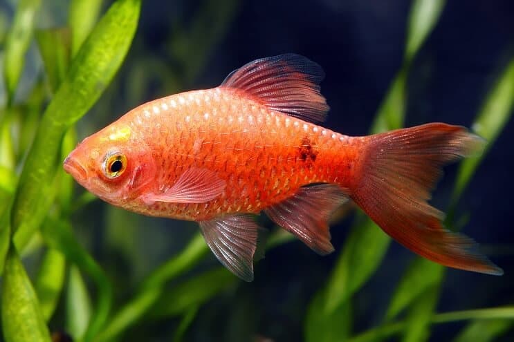 Aspetto di Rosy Barb