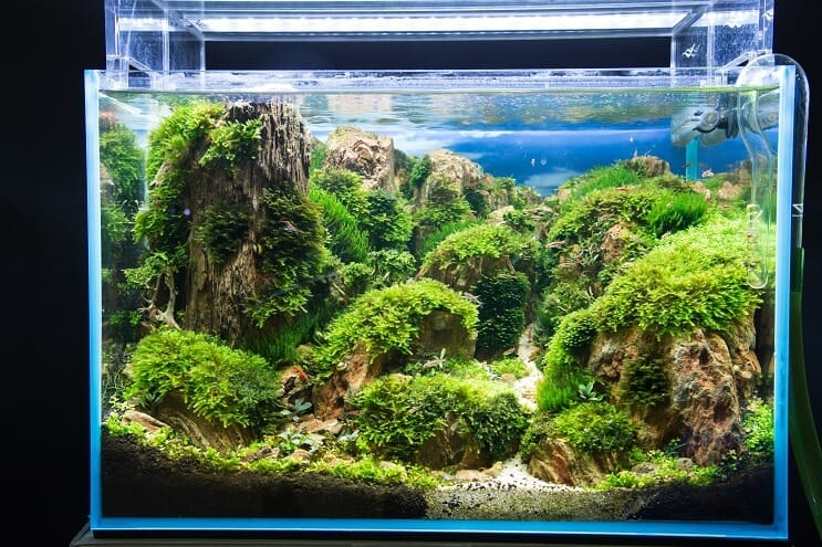 Come allestire un acquario
