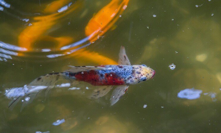 Shubunkin Goldfish in uno stagno