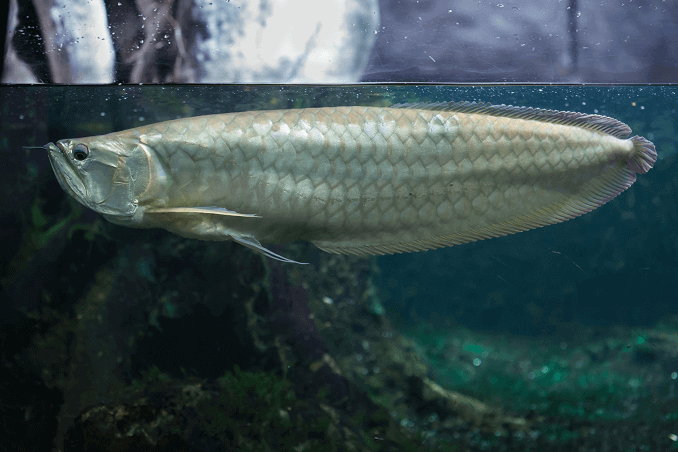 Arowana d'argento nel serbatoio