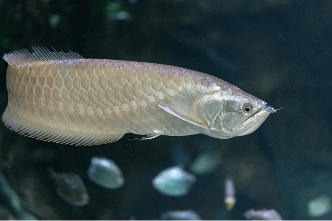 Nuoto Arowana d'argento