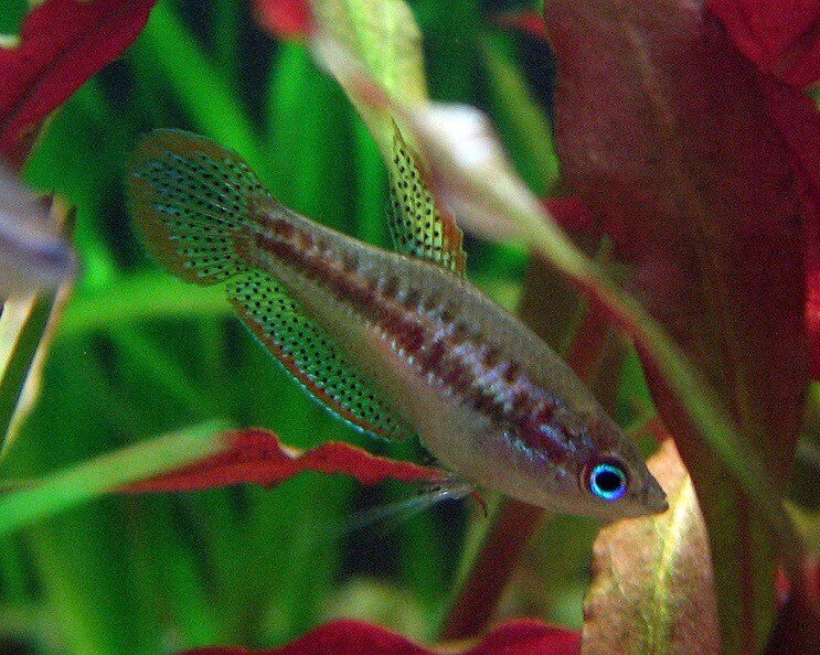 Pigmeo Gourami