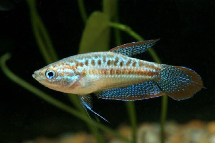 Gourami frizzante