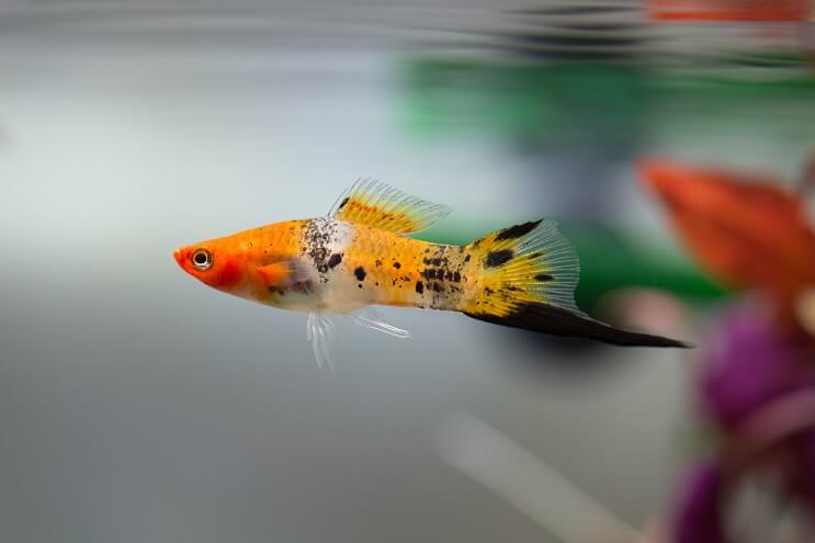 Panoramica di Swordtail
