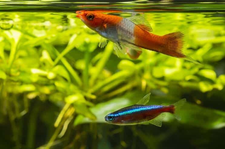 Compagni di carro armato Swordtail