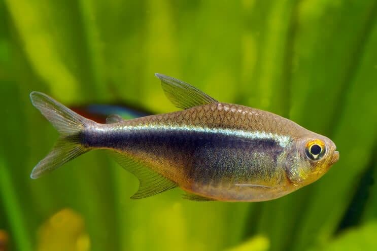 Nero Neon Tetra