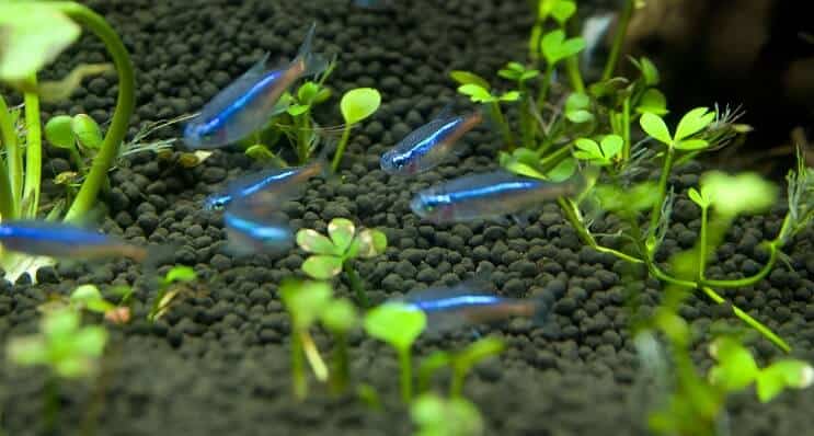Blue Tetra