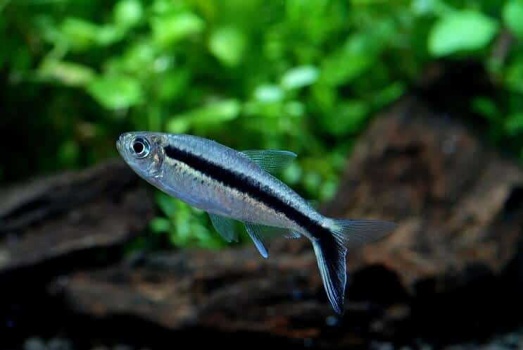 Pinguino Tetra