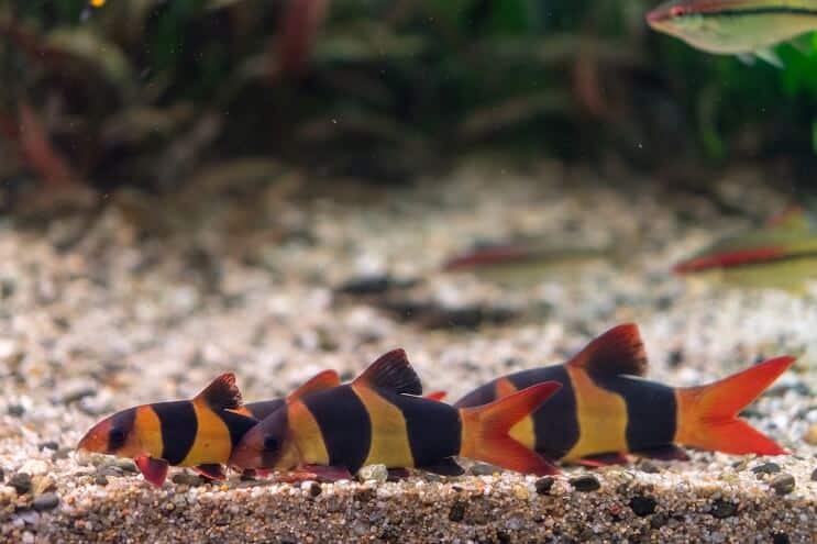 Clown Loach compagni di vasca