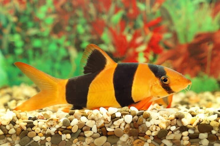 Panoramica di Clown Loach