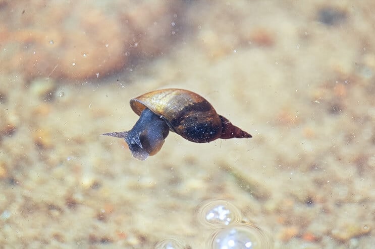 Dieta Clown Loach