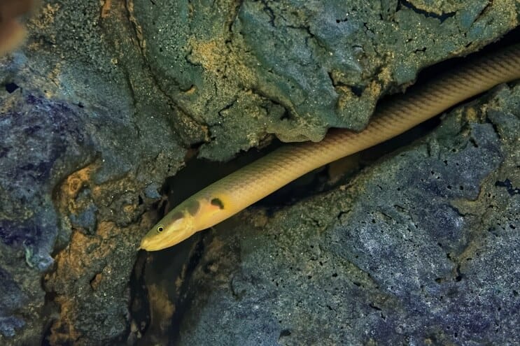 Pesce Corda