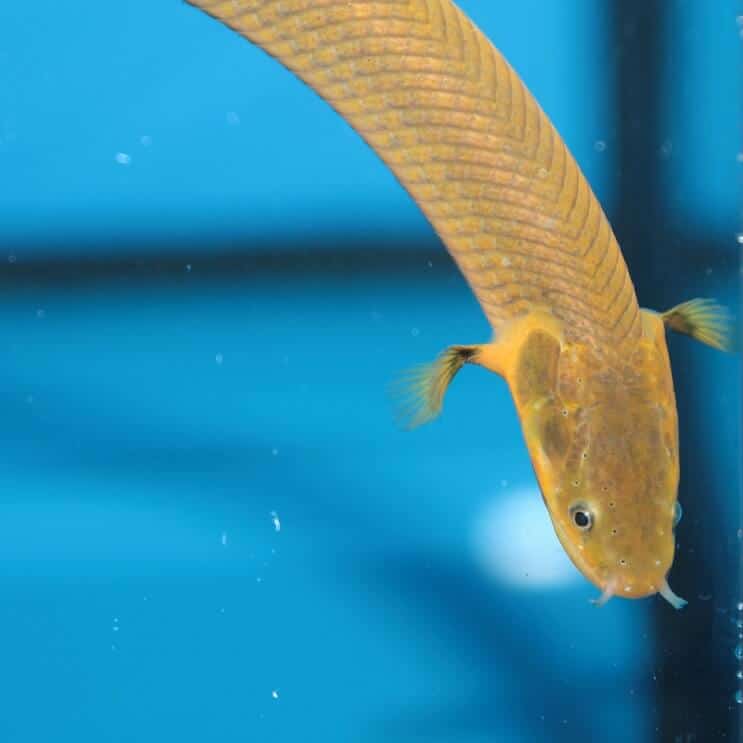 Corda Pesce Nuoto