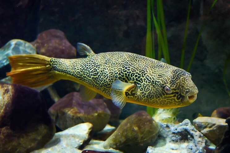 Mbu Pesce Palla Da Vicino