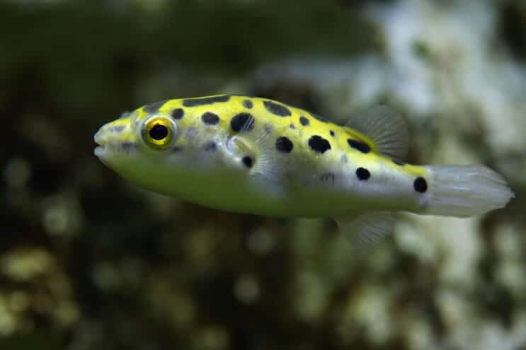 Pesce palla maculato verde