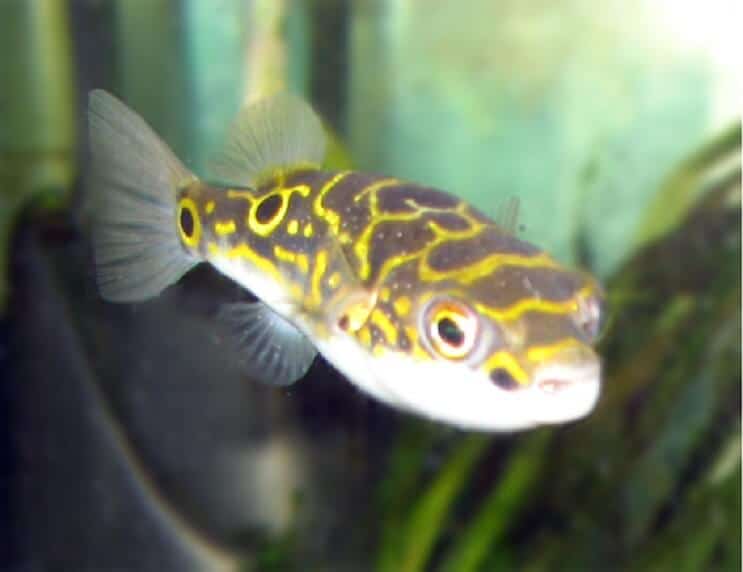 Figura 8 Pesce palla