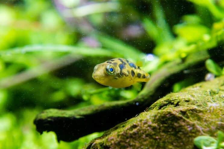 Pesce palla nano