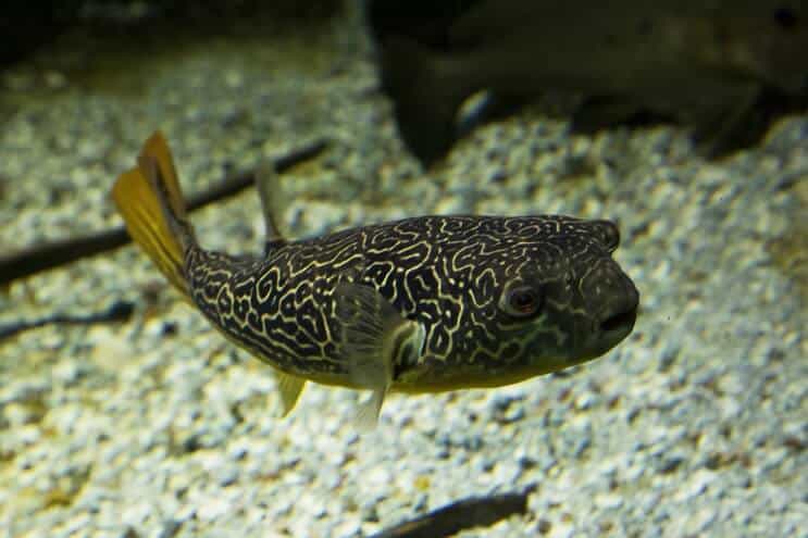Pesce palla mbu