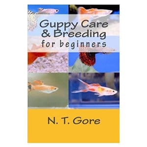 Guida per principianti alla cura dei guppy