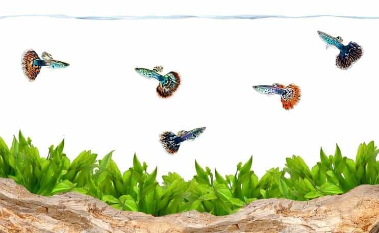Guppy in un acquario