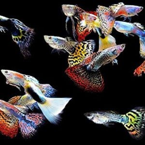5 Guppy maschi per acquari tropicali