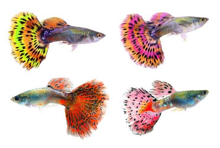 Diversi colori di guppy