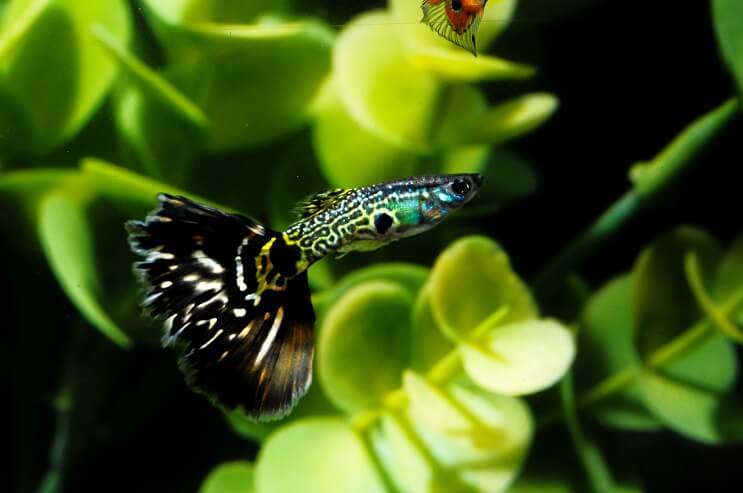 Pesce Guppy modellato