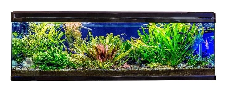 Condizioni ideali di habitat e vasca